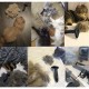 Βούρτσα Χτένα για σκύλους και γάτες 2-24261